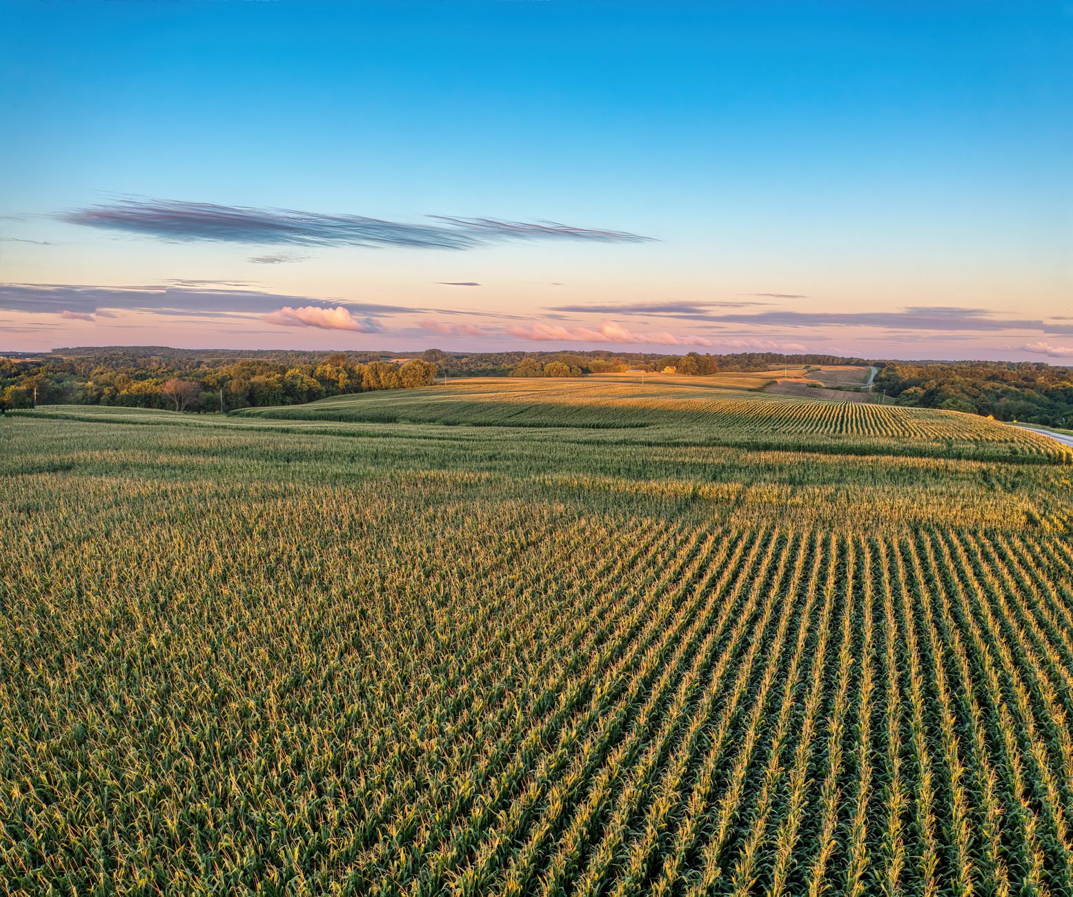 România a devenit al doilea cel mai mare producător de porumb din Uniunea Europeană