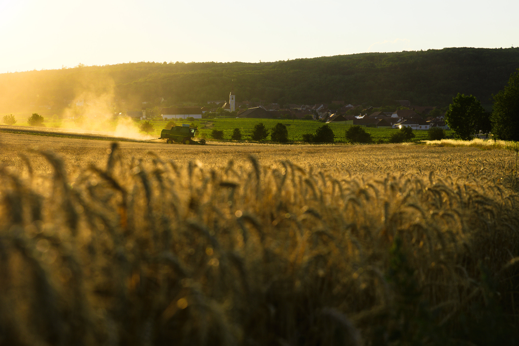 România devine al doilea cel mai mare producător de porumb din UE, depășind Franța