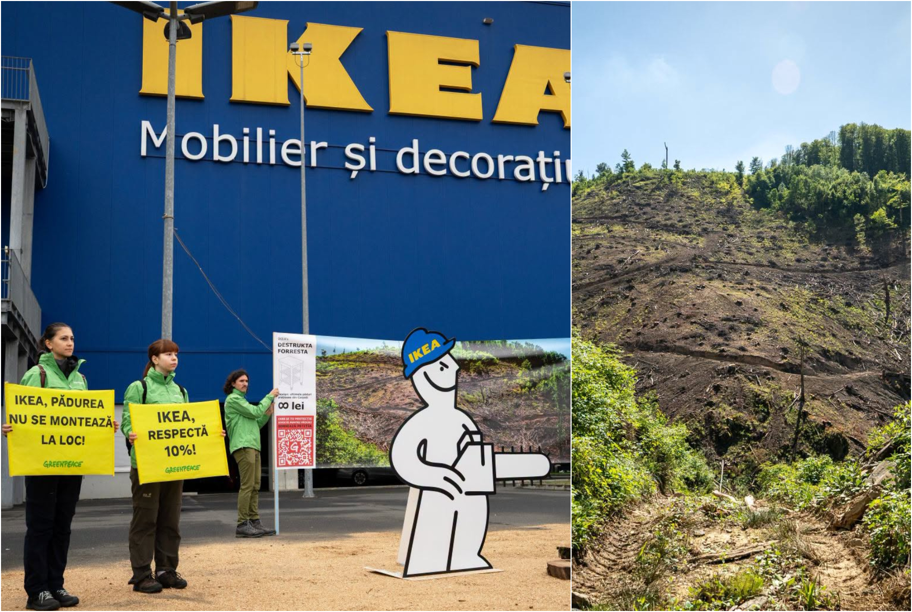 Greenpeace acuză IKEA de utilizarea lemnului extras dintr-o pădure seculară din România