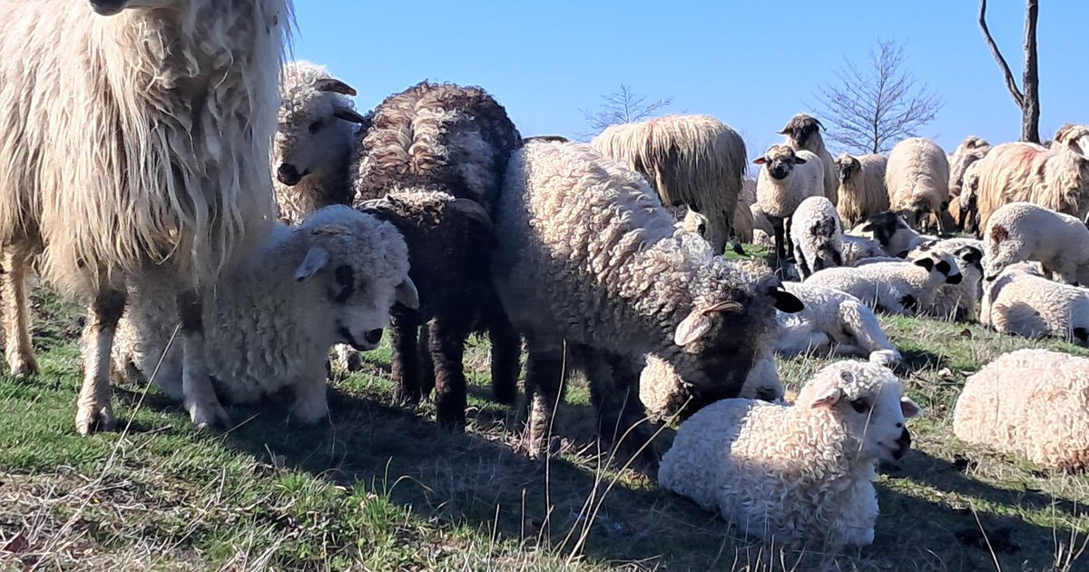 Zeci de mii de animale lipsesc din ferme în județul Olt, deși sunt înregistrate oficial