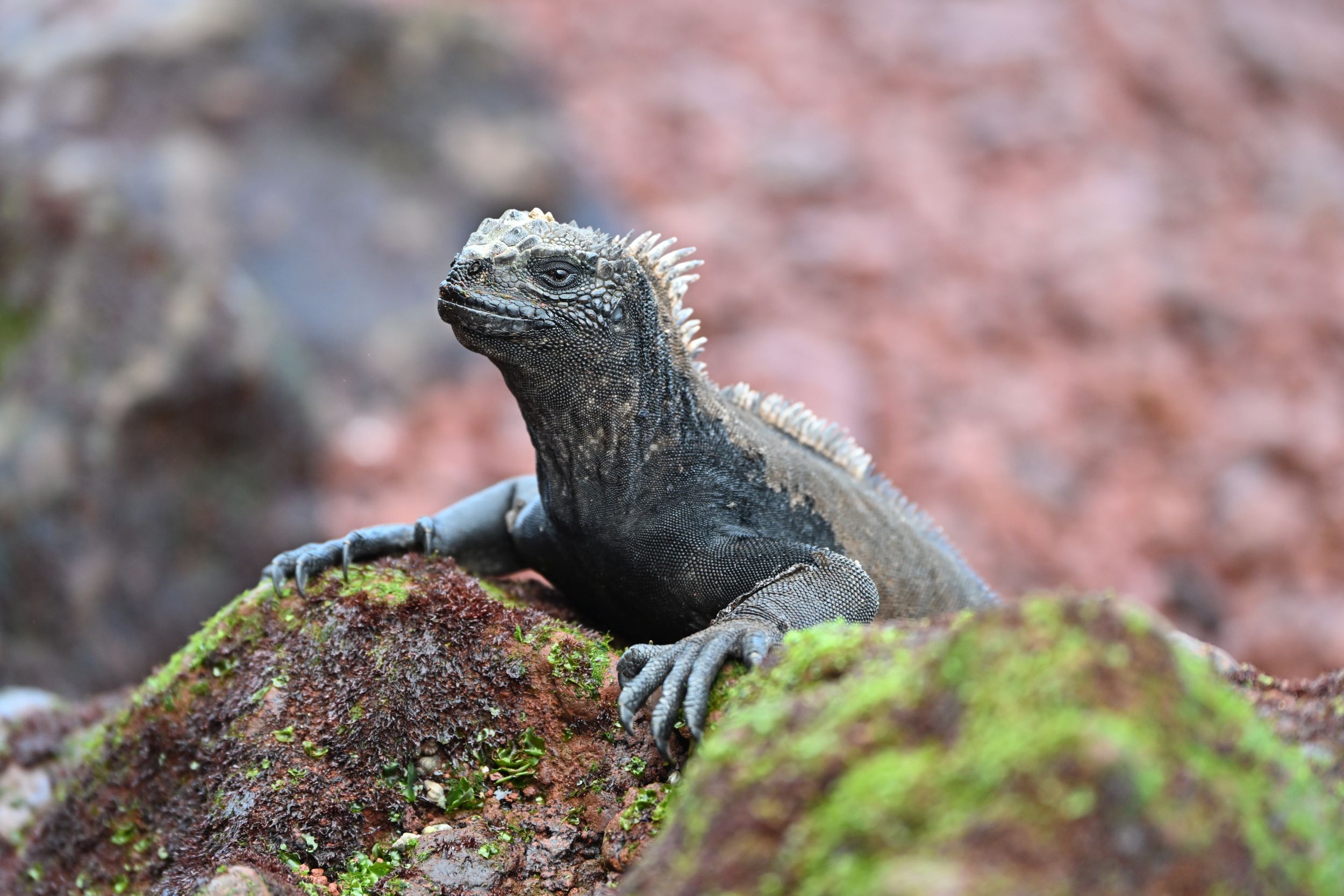 Fenomenul super El Niño și traficul ilegal pun în pericol iguanele marine din Galapagos