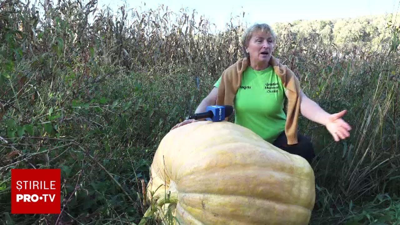 Dovleci de aproape 200 de kilograme în Maramureș. Secretul unei recolte spectaculoase din Spania