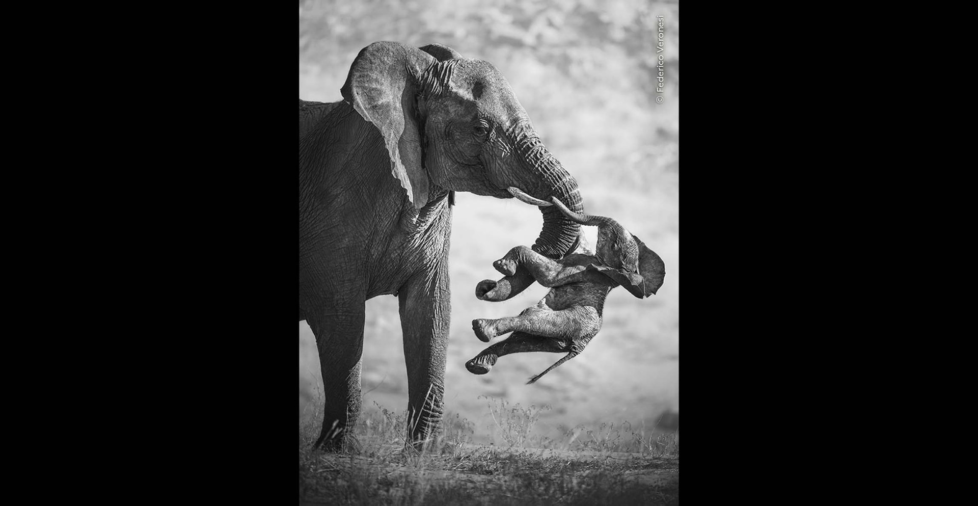 Imaginea unei mame-elefant care își poartă puiul mort câștigă titlul de fotografie a anului 2026