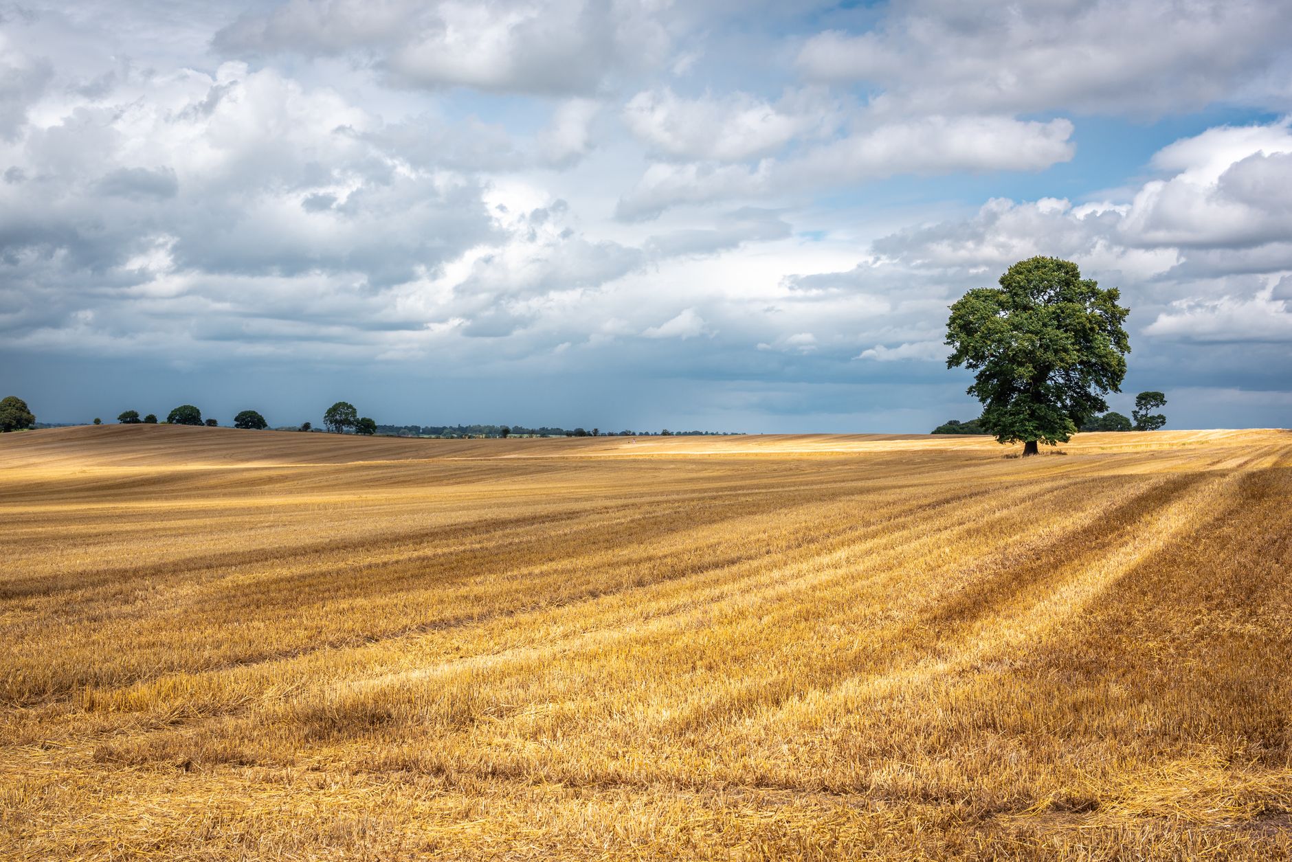 Producția agricolă din România a ajuns la 115,75 miliarde lei în anul 2025