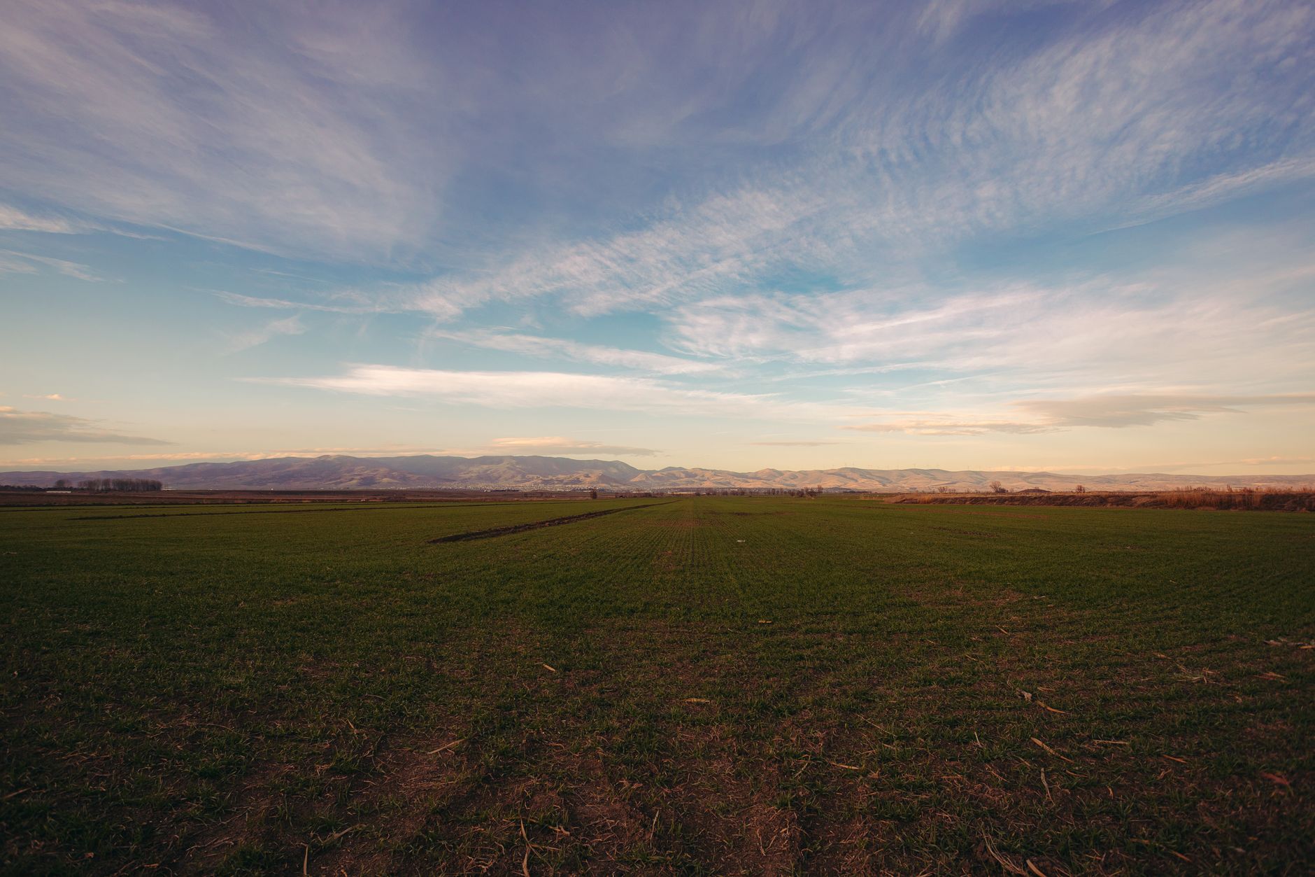 Valoarea producției agricole a atins 116 miliarde de lei, dominată de sectorul vegetal