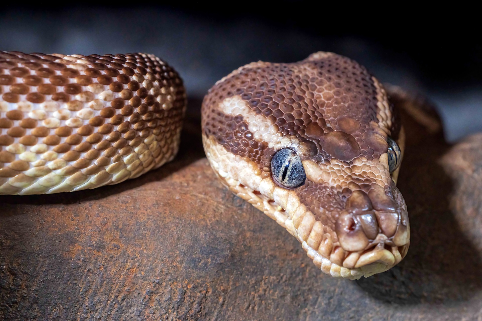 Vameșii germani au confiscat 92 de reptile vii ascunse în valiza unui turist mexican