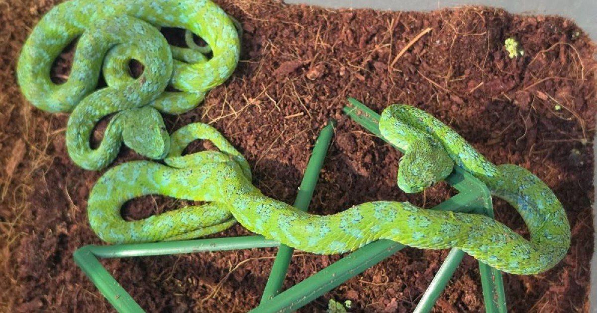 Confiscarea masivă de reptile veninoase pe aeroportul Köln-Bonn: un bărbat transporta șerpi ascunși în sticle de șampon