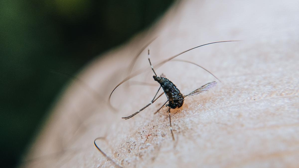 Virusul West Nile se extinde în Europa: peste 1.700 de cazuri raportate și expansiune spre nordul continentului