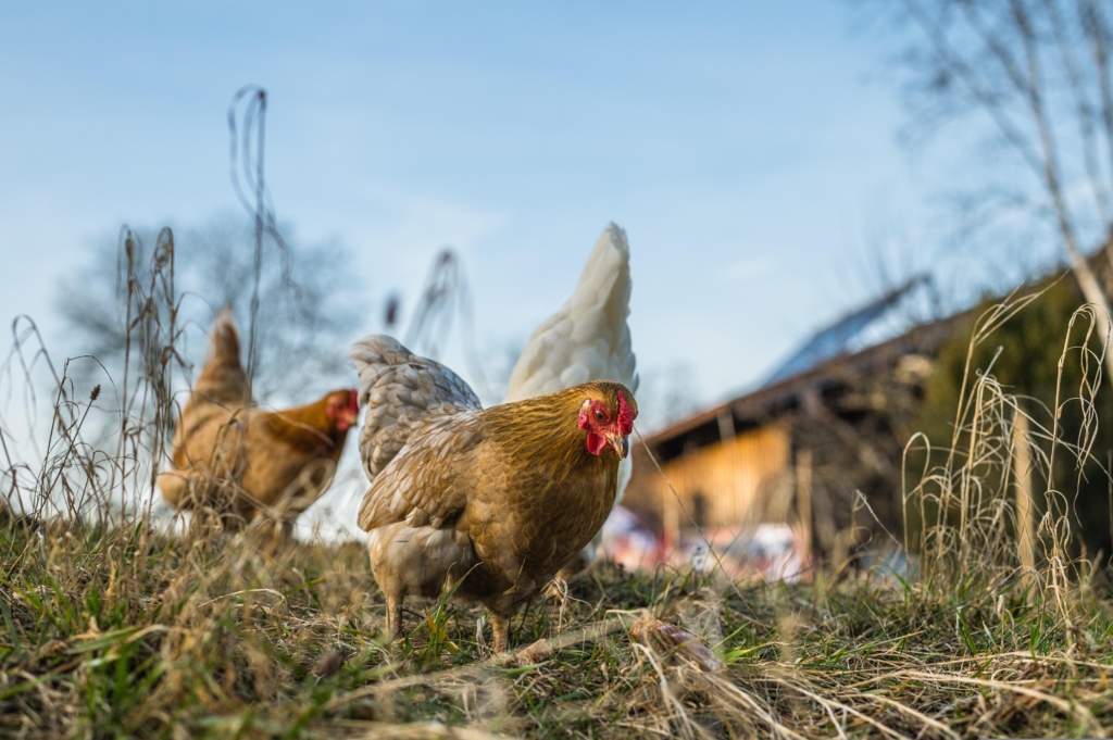 Amendă de 500 de lei pentru o femeie din Breb după ce găinile i-au murdărit pavajul vecinei