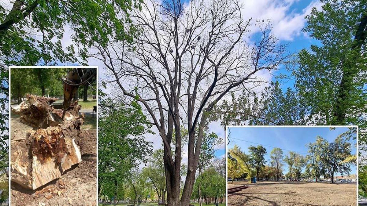 Un frasin de 245 de ani a fost tăiat în Oradea, deși era inclus în planul de protecție a arborilor