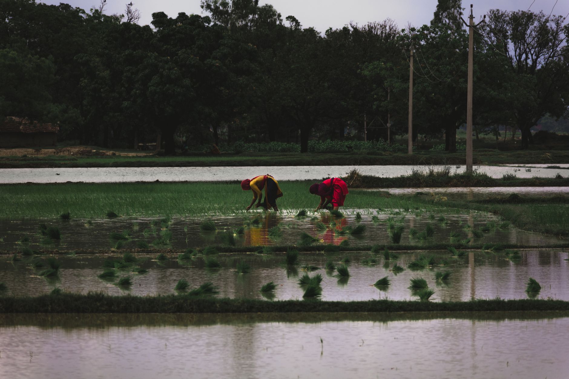 Trei femei din China au fost premiate de FAO pentru contribuțiile aduse agriculturii și mediului
