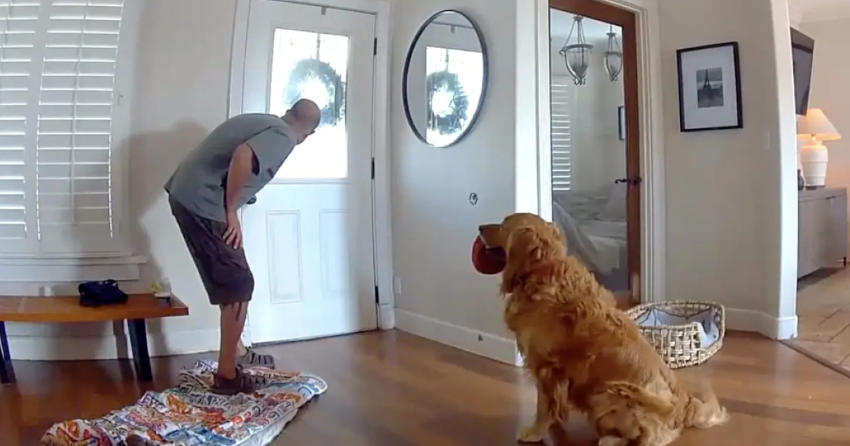 Hoț surprins în flagrant în San Diego: a fost întâmpinat cu jucării de către un golden retriever