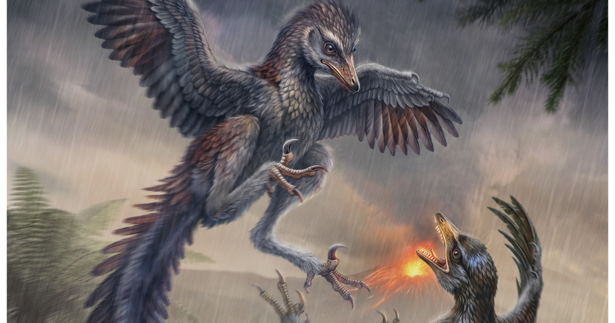 O pasăre din Jurasic cu gheare de dinozaur a fost descoperită în China: era un prădător terestru