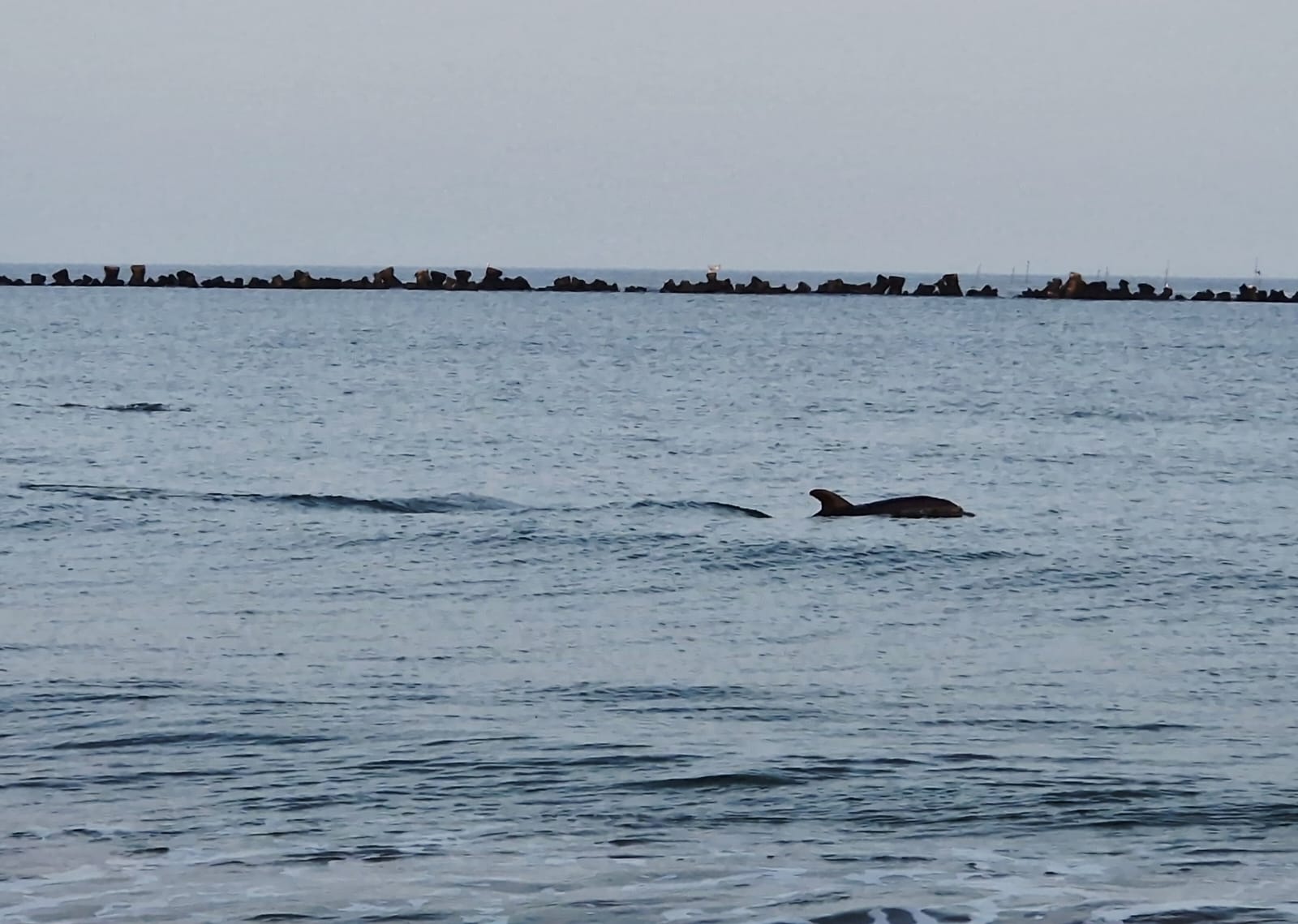 Un tânăr a salvat un delfin eșuat pe o plajă din Eforie: momentul a fost surprins în video