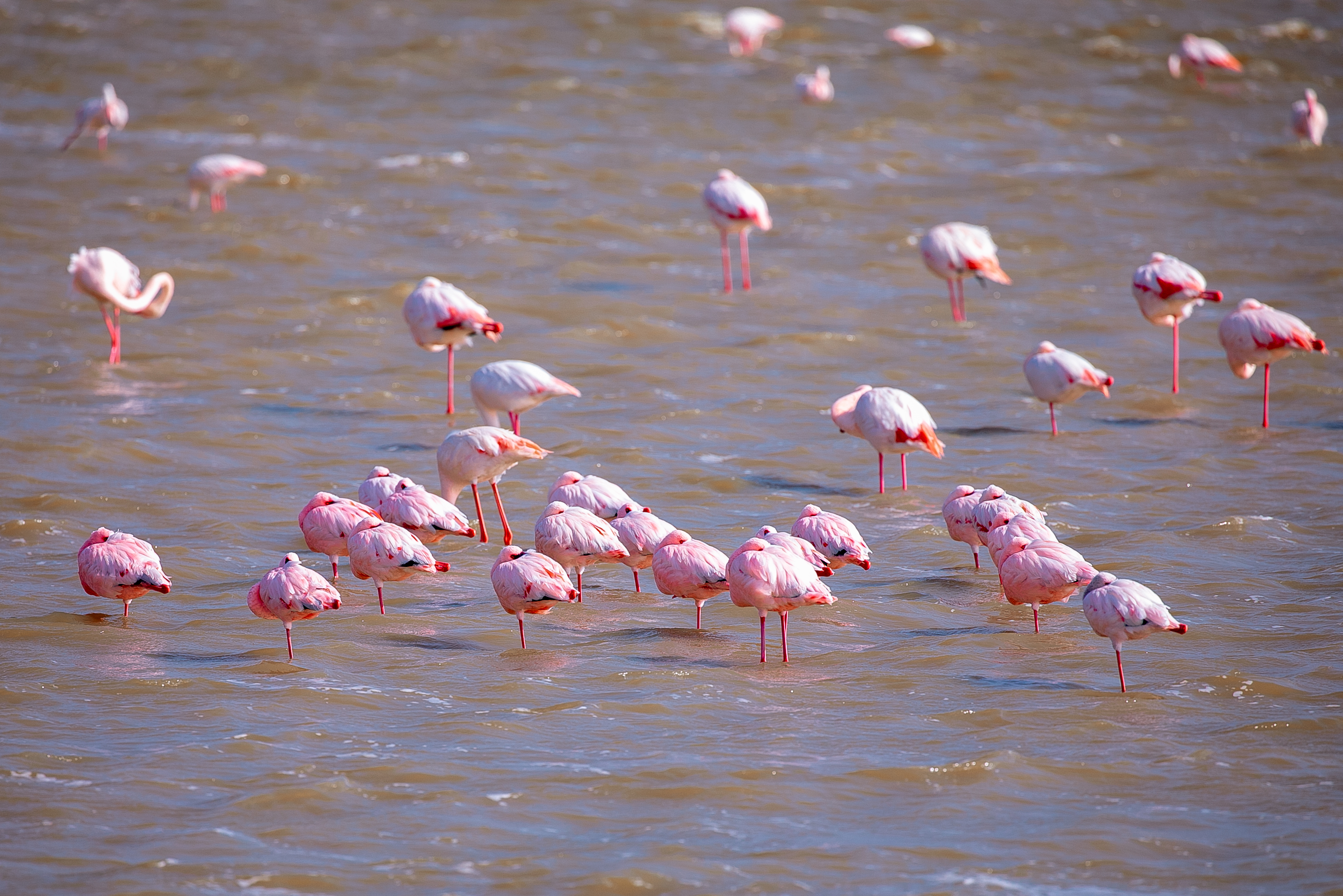 Păsările flamingo ar putea deveni rezidenți permanenți pe lacurile din Techirghiol