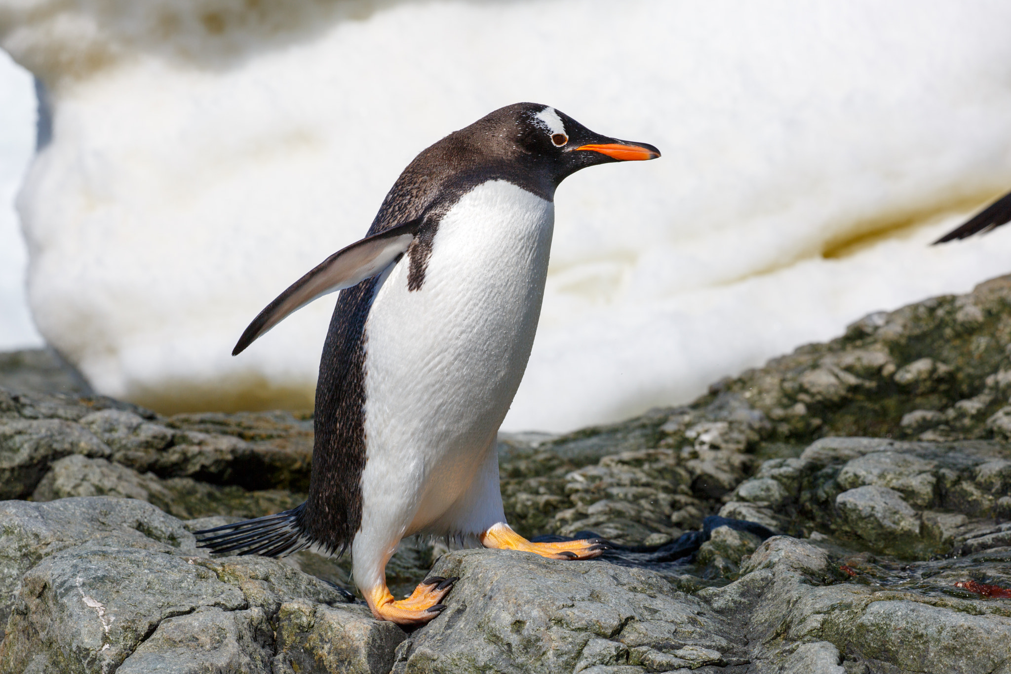 Pinguinii din Antarctica emit milioane de tone de metan, arată un nou studiu