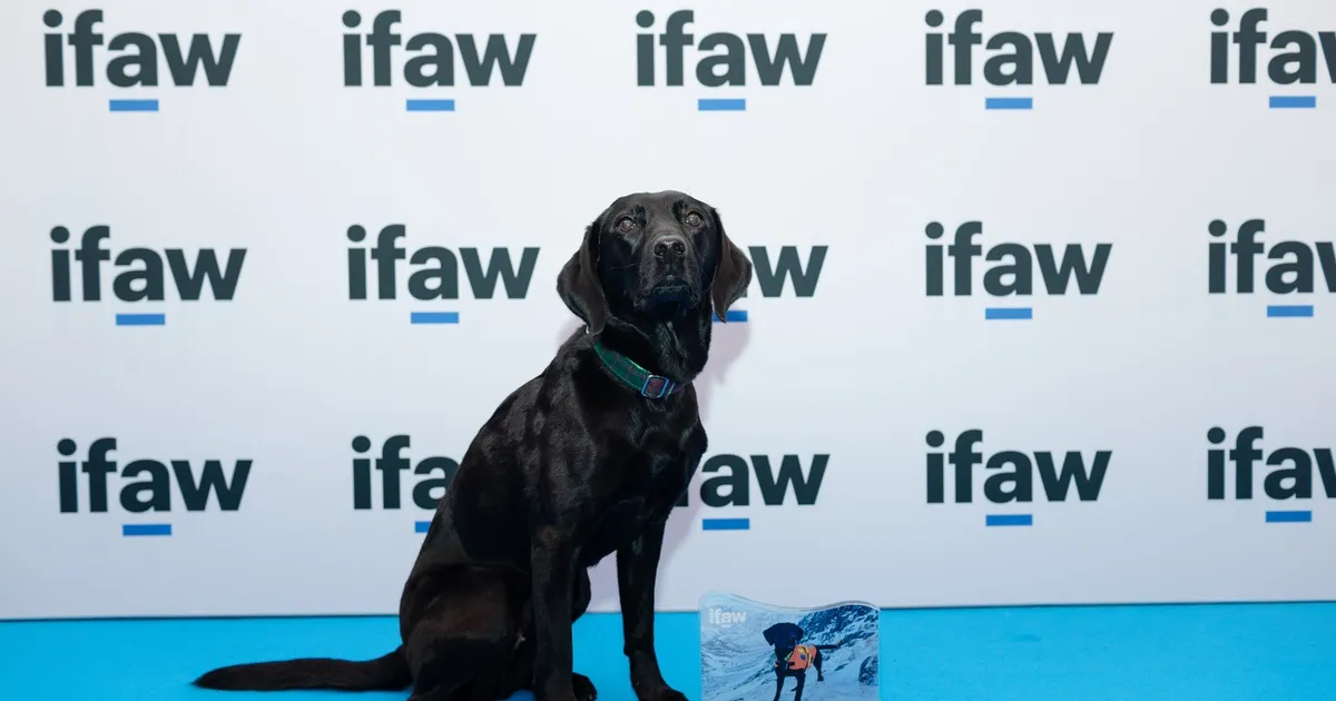 Un câine labrador negru a fost desemnat animalul anului pentru contribuția sa la ecologia marină