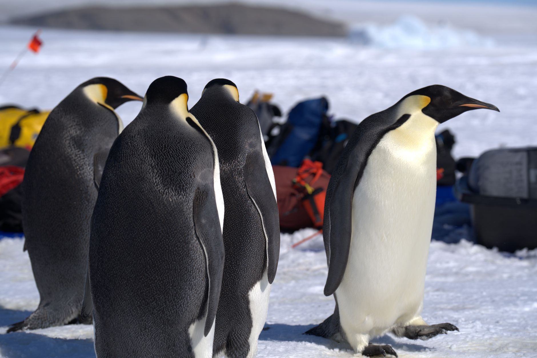 Job neobișnuit în Antarctica: salariu de până la 2.500 de euro pentru monitorizarea pinguinilor