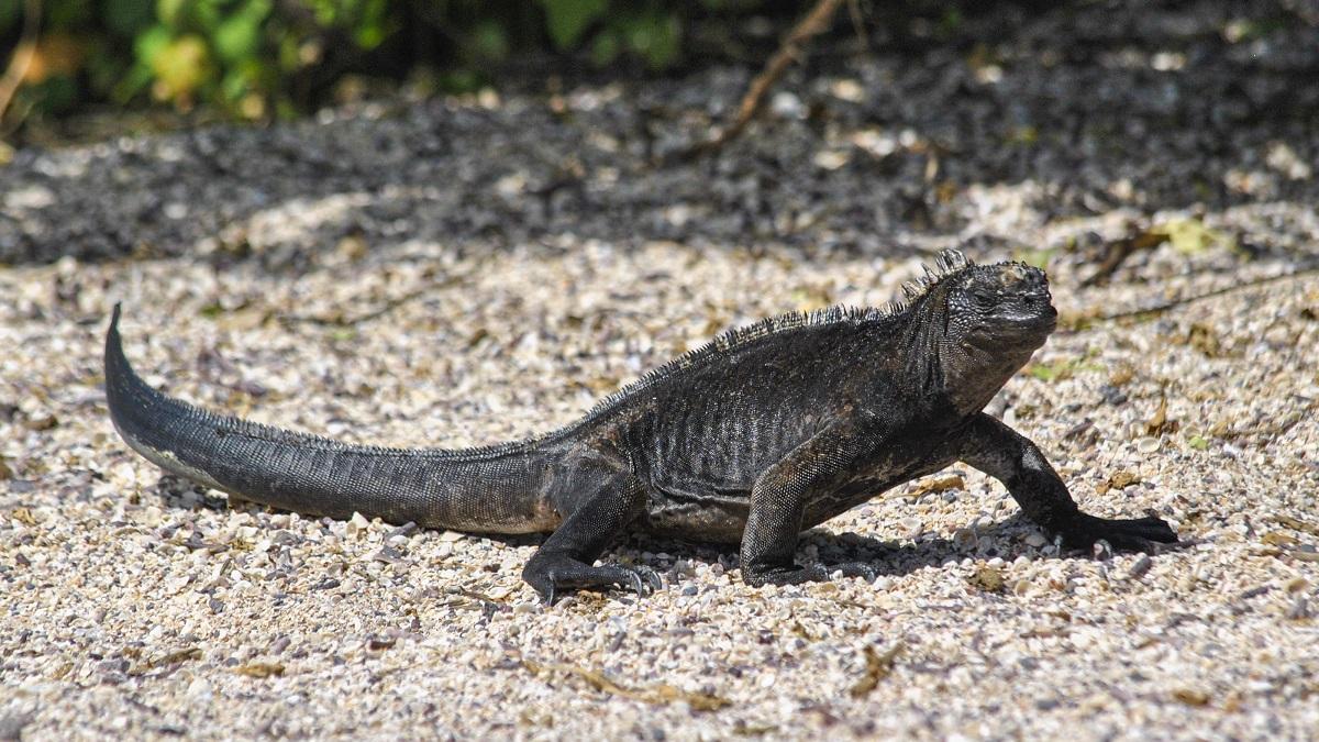 Fenomenul „super El Niño” și traficul ilegal pun în pericol iguanele marine din Galapagos