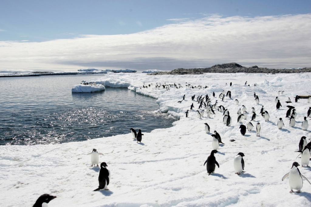Pinguinii din Antarctica emit cantități masive de metan, un gaz care încălzește planeta mai puternic decât dioxidul de carbon