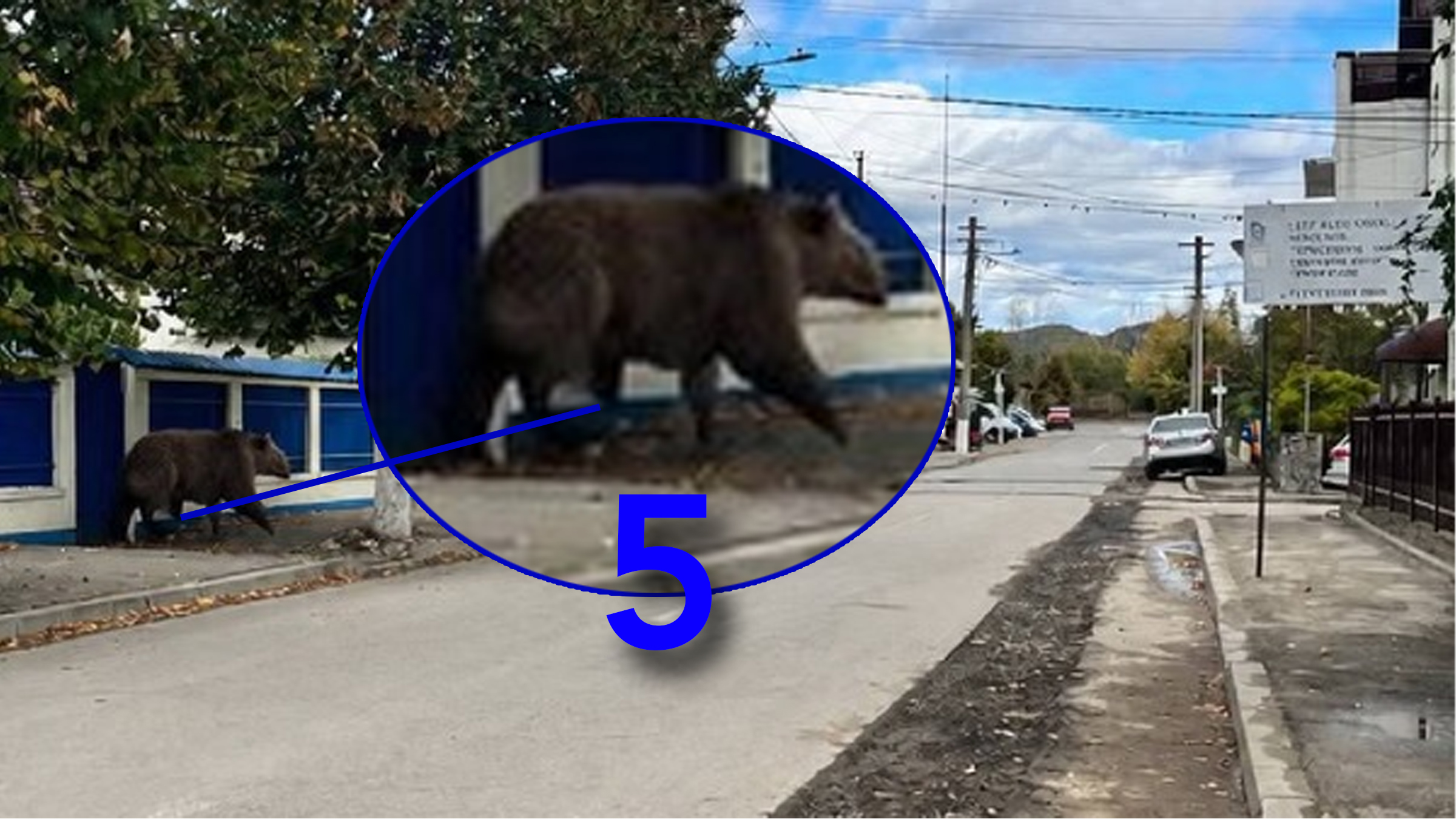 Alertă falsă de urs la Câmpina: o fotografie generată cu AI a provocat panică și mesaje RO-Alert