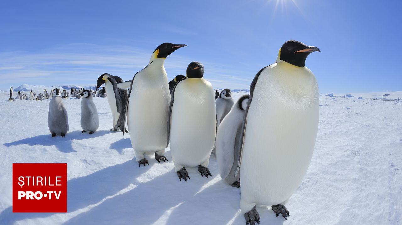 Studiu: Pinguinii din Antarctica pot emite până la 7 milioane de tone de metan pe an