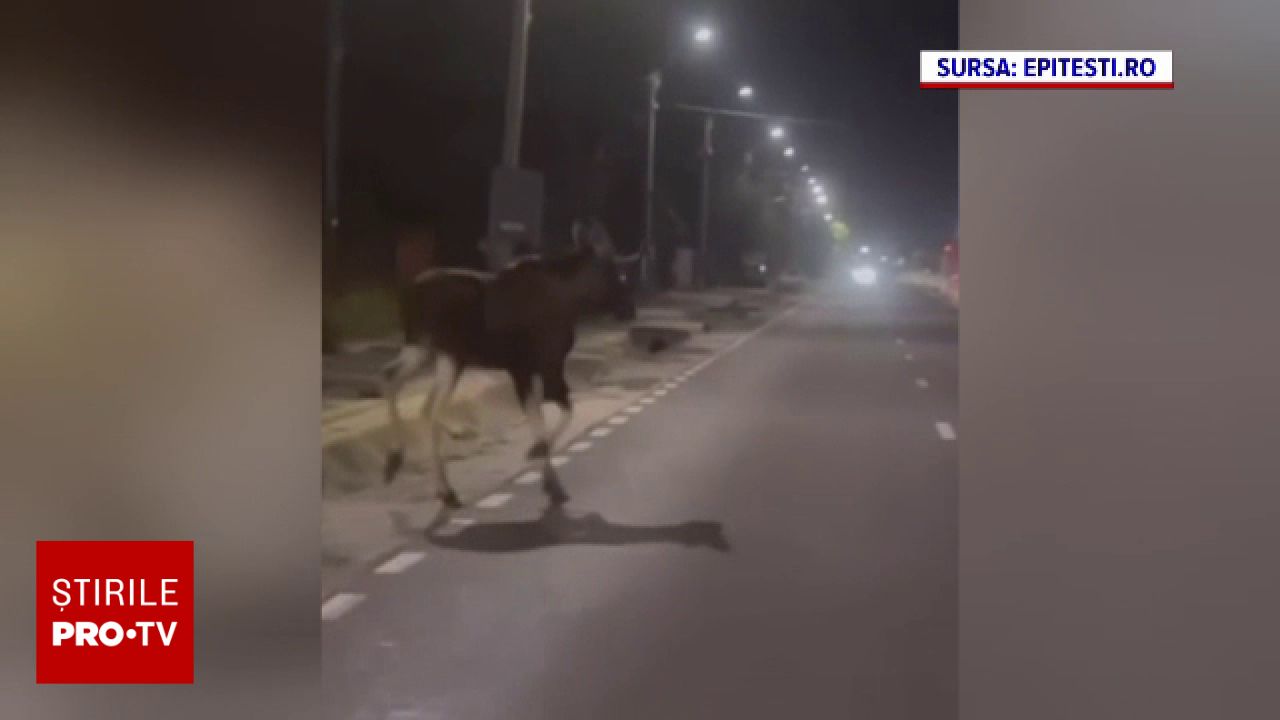 Un elan a fost lovit de un TIR la ieșirea din Pitești, în noaptea dintre luni și marți