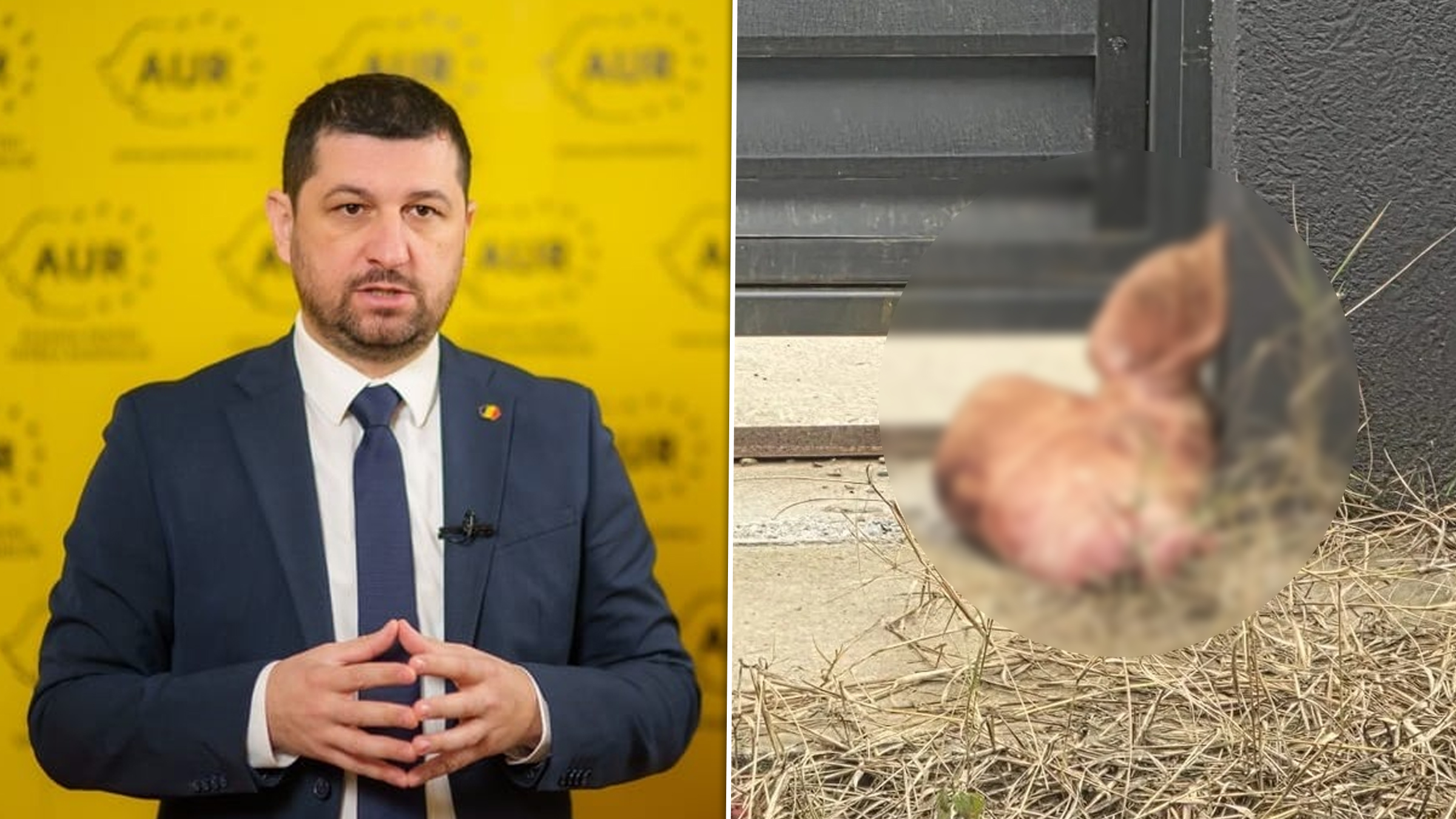 Al doilea incident cu cap de porc descoperit la firma asociată cu Marius Lulea