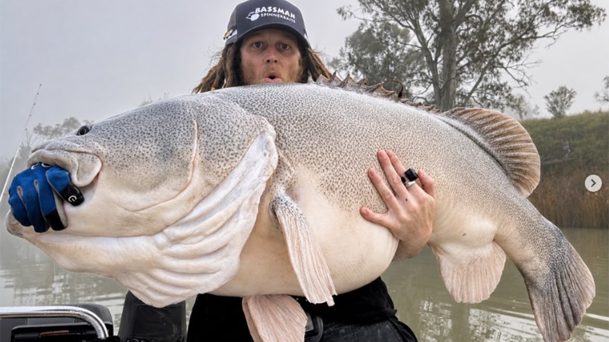 Record național în Australia: Un pescar a capturat un cod Murray de peste 135 de centimetri
