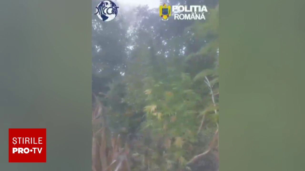 Descoperire de droguri în Maramureș: poliția a găsit plante de canabis de trei metri înălțime