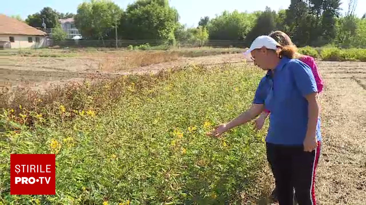 Declinul cercetării de plante medicinale în România: de la stațiunea de la Fundulea la importul de semințe
