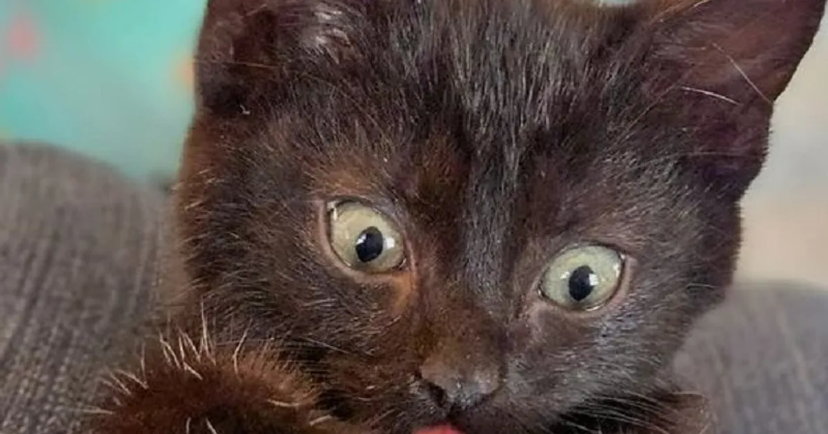 Un pisoi negru de doar 7 săptămâni a fost salvat de pe o autostradă aglomerată din Massachusetts