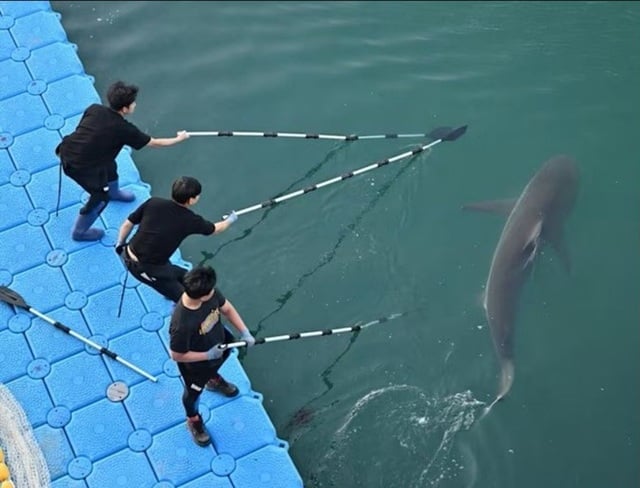Rechinul Bukhangi refuză să părăsească un canal din Busan, după ce a fost evacuat de patru ori