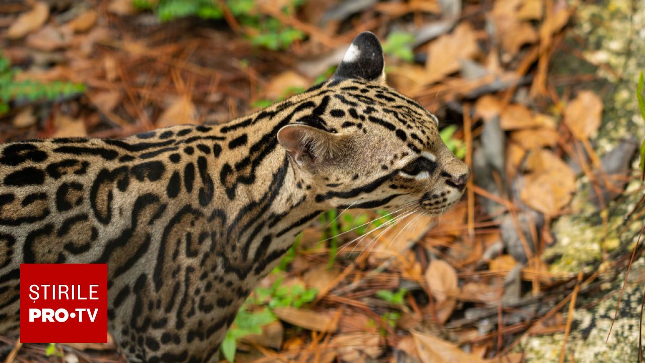 O nouă specie de felină sălbatică descoperită în Bolivia după un secol de la ultima astfel de realizare