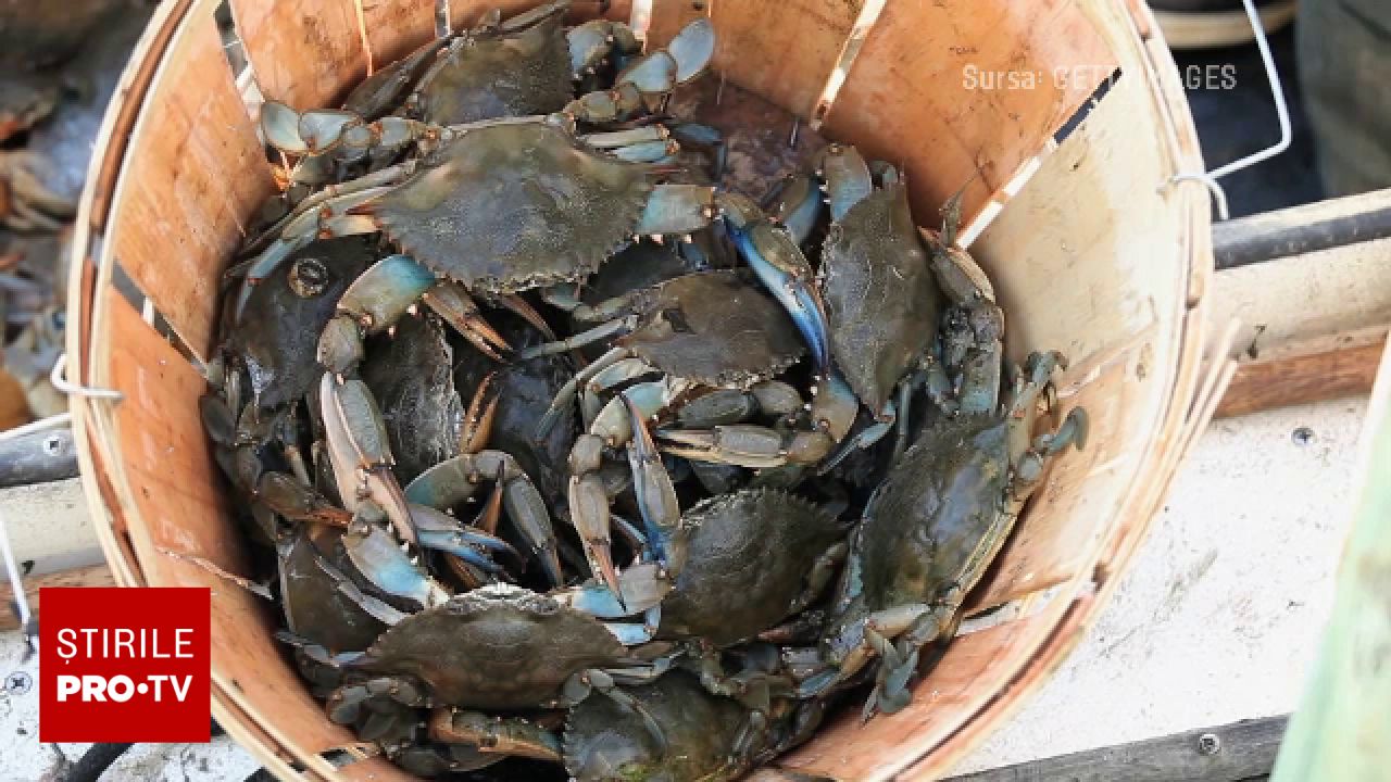Crabul albastru american invadează Marea Neagră: cercetătorii vor să îl transforme în delicatesă