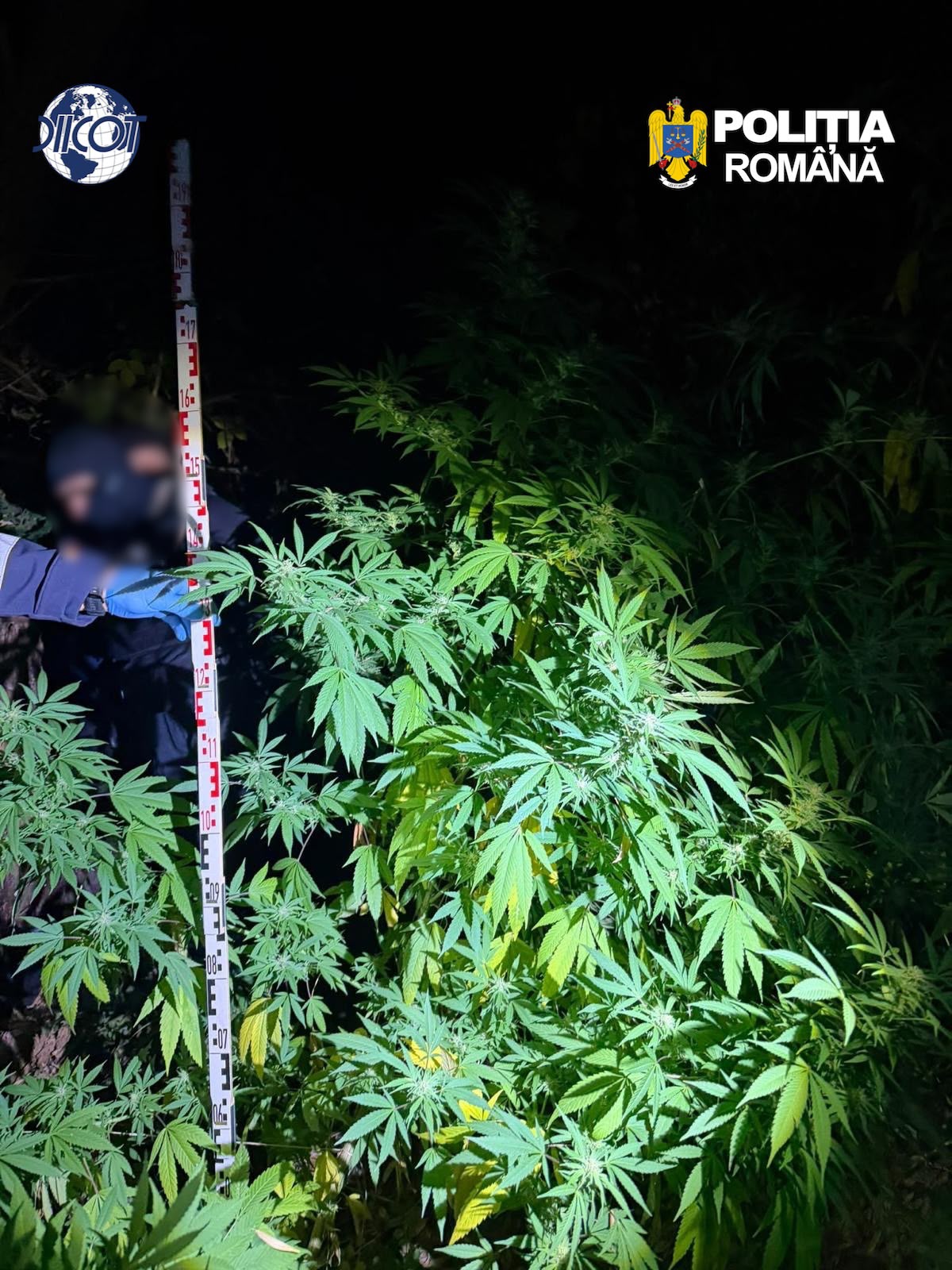 Doi bărbați din Cluj au fost arestați preventiv pentru cultivarea unei plantații de canabis în Florești