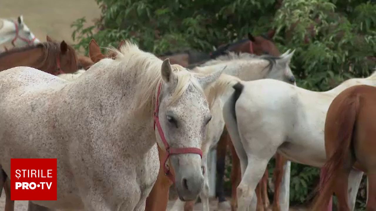 Accident violent la un târg de animale din Suceava: doi oameni au fost loviți de cai