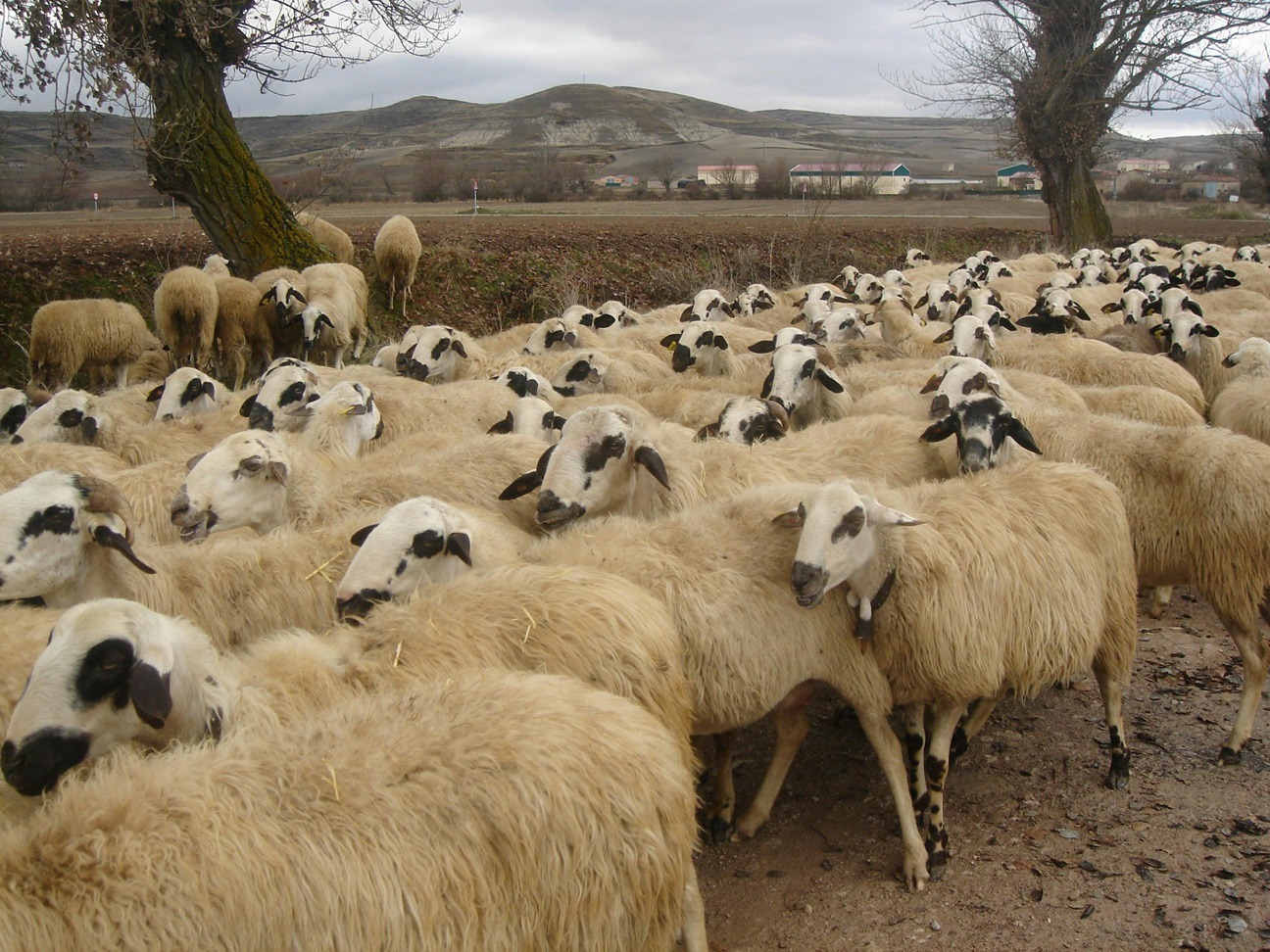 Finanțări de până la 50.000 de euro pentru crescătorii de ovine și caprine în scopul îmbunătățirii biosecurității