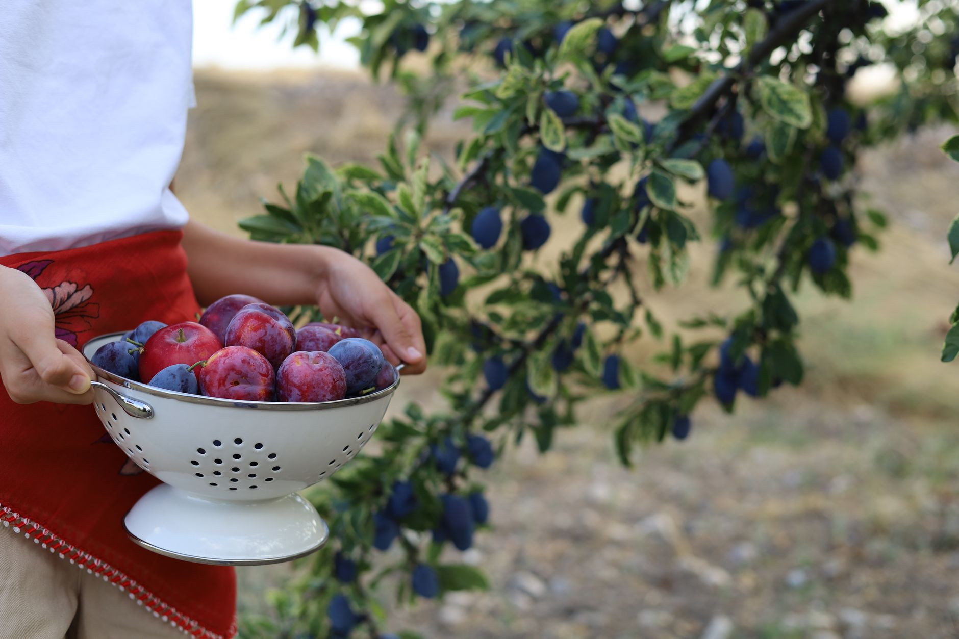 România este lider european la producția de prune, dar 80% din recoltă ajunge în cazane