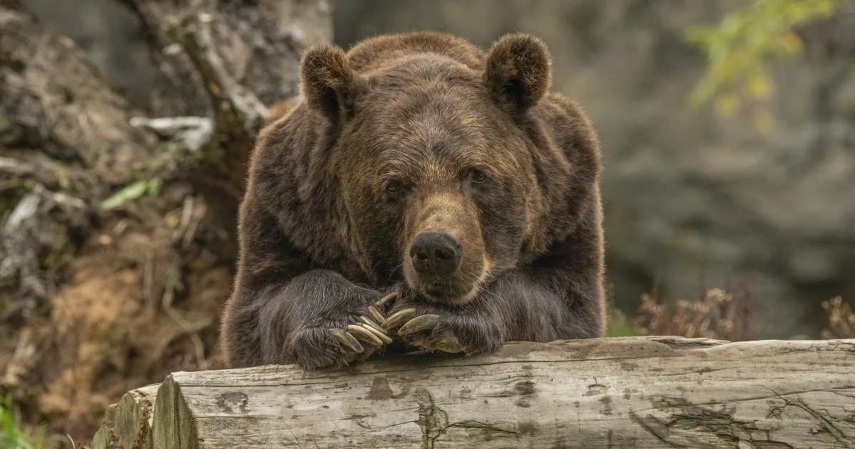 Studiu internațional despre urșii din România: Relocarea animalelor este o soluție neviabilă