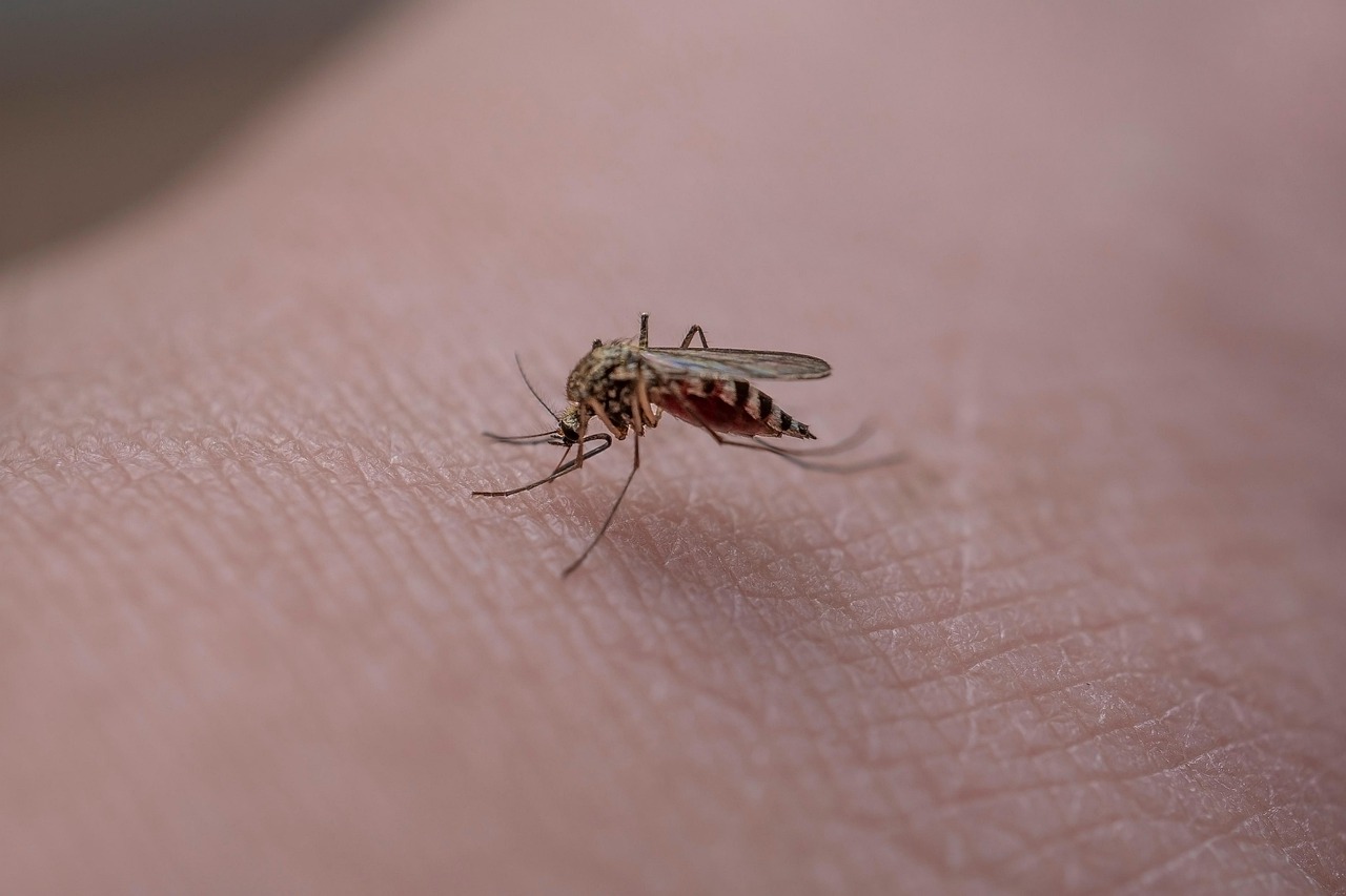 83 de cazuri de West Nile înregistrate în România: cinci decese confirmate de INSP