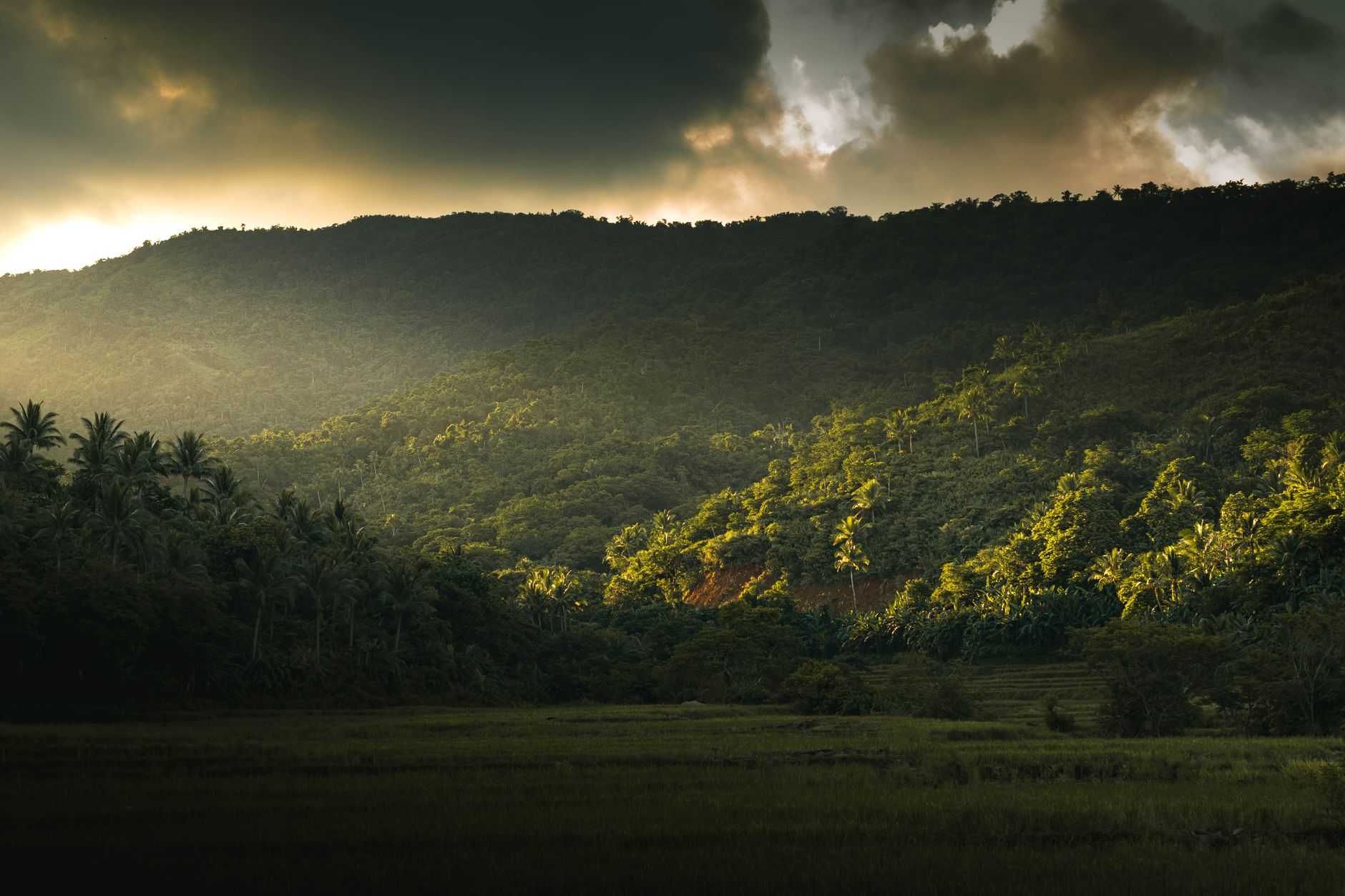 Angajamente de peste 1,8 miliarde de dolari pentru protejarea biodiversității la conferința COP17