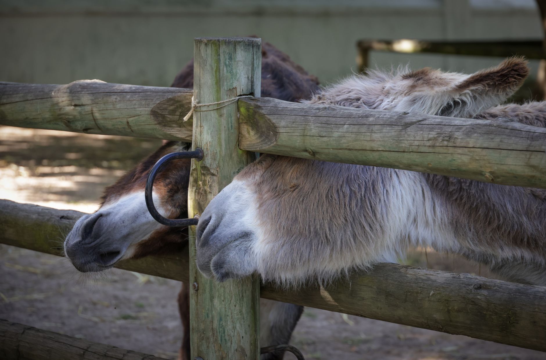 Incident grav în Germania: o fetiță de opt ani a fost atacată de un lup într-un țarc pentru animale
