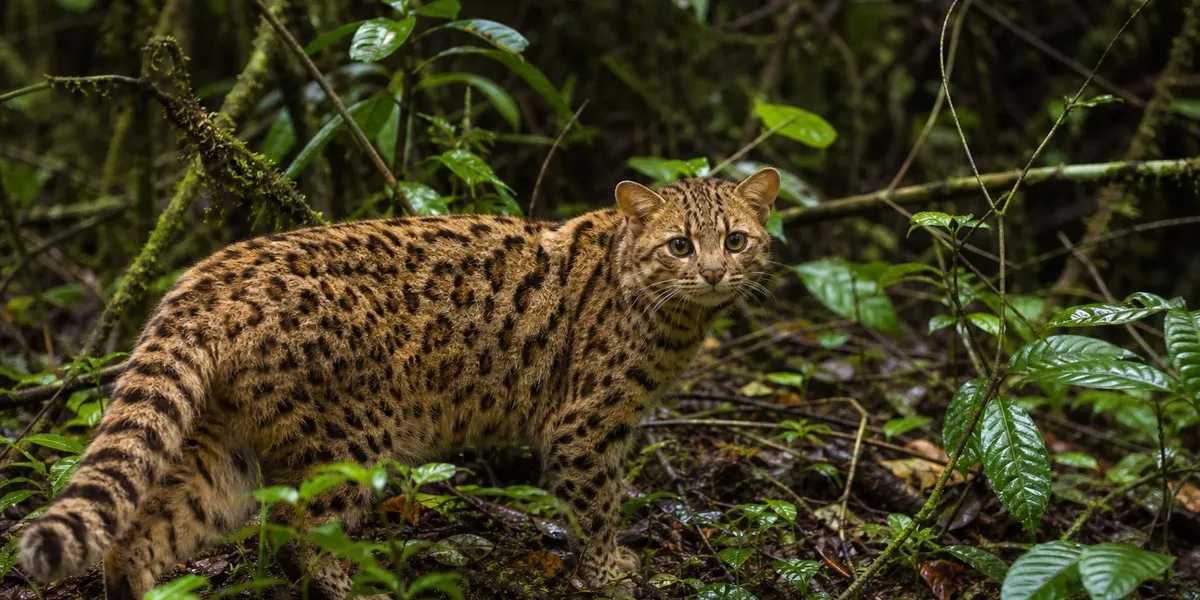 O nouă specie de pisică sălbatică, Leopardus tilcayo, a fost descoperită în Bolivia