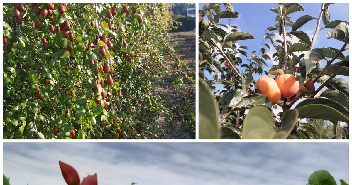 Noutăți în agricultură: Specii de plante care pot rezista arșiței și secetei din zona Dăbuleni