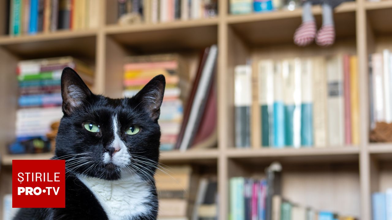 O bibliotecă neobișnuită din Bangkok unde pisicile ocupă rolul de bibliotecari