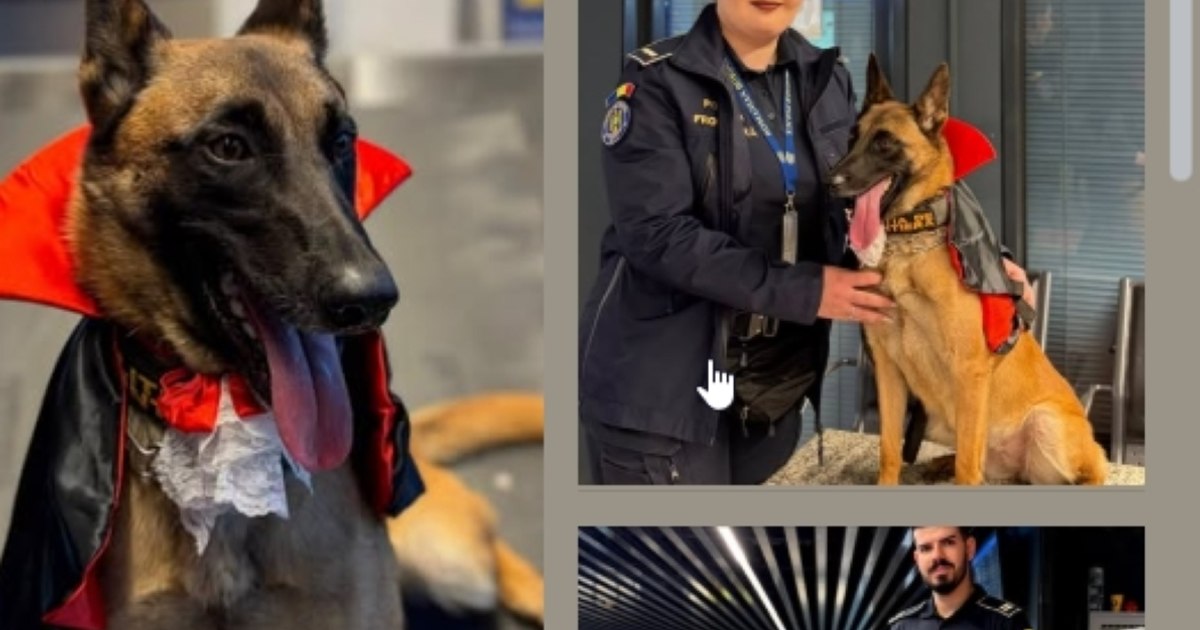Hita, cățelușa ciobănesc german care păzește Aeroportul Otopeni de Halloween în rol de contesă