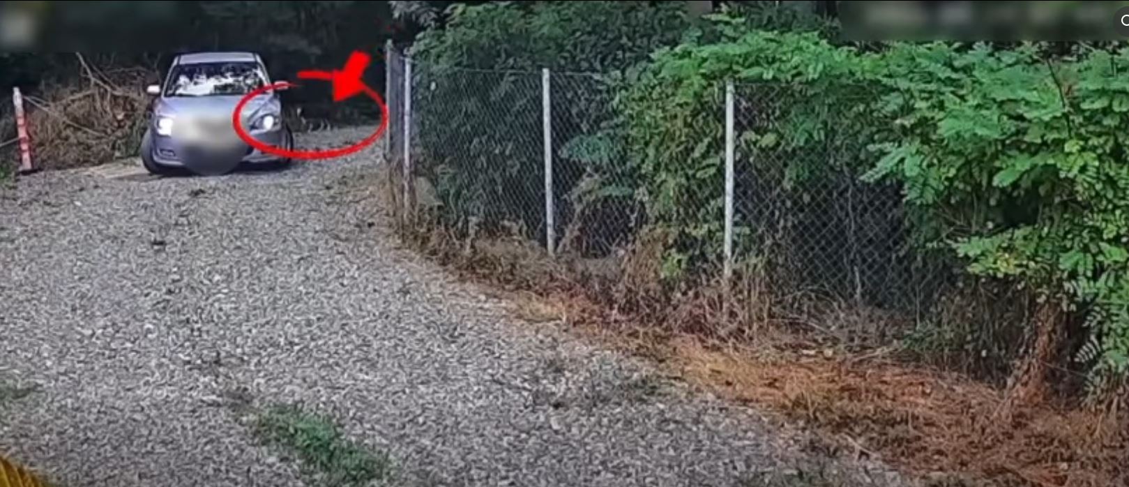 Un bărbat de 65 de ani a fost amendat cu 12.000 de lei pentru că a abandonat un câine