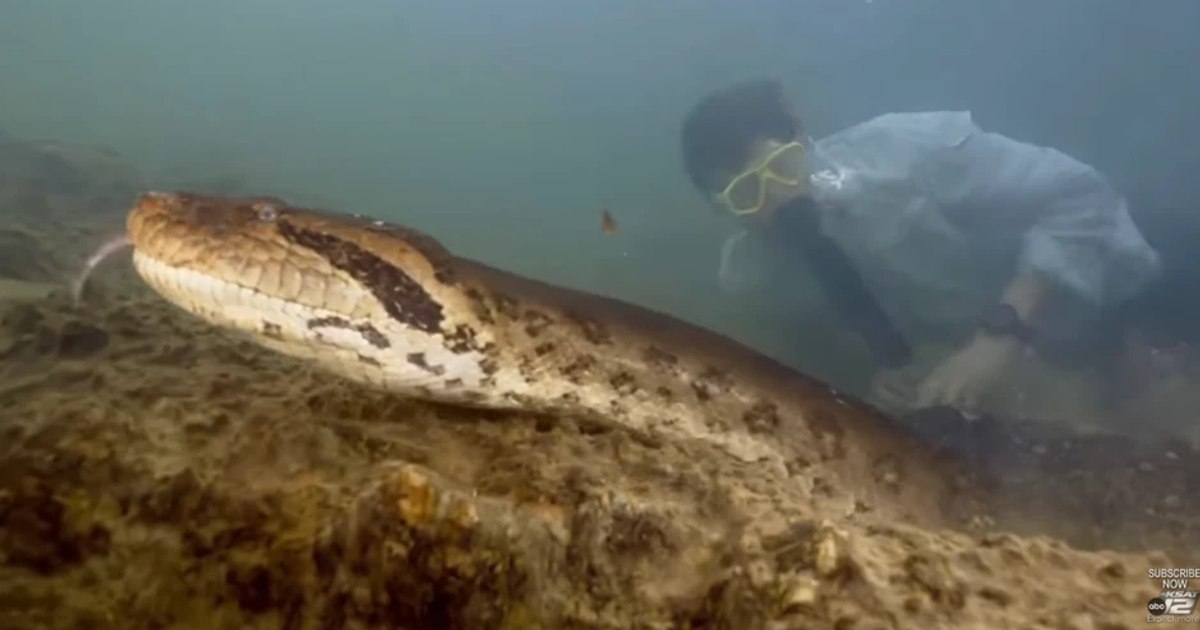 O nouă specie de anacondă a fost identificată în Amazon: o descoperire care schimbă înțelepciunea biologică