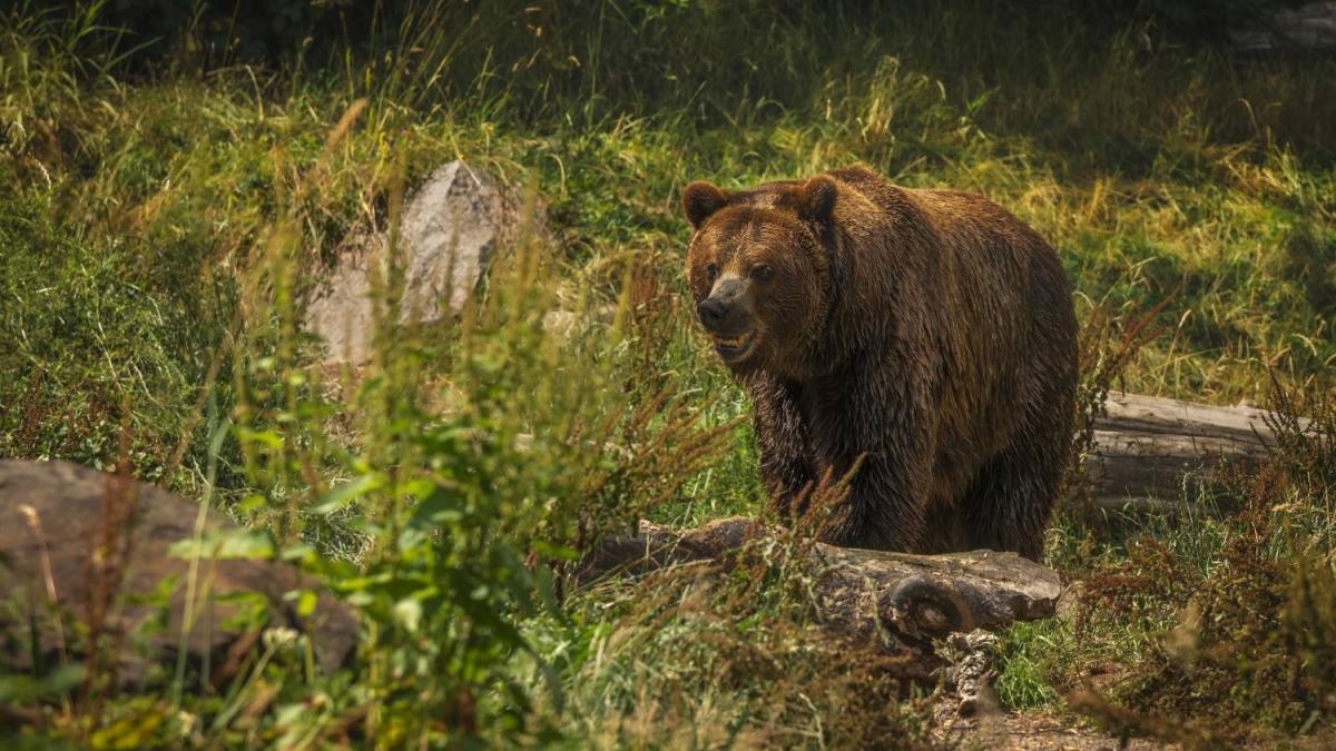 Urs semnalat în Rădășeni și Fălticeni: alerte succesive și monitorizare intensă de către autorități